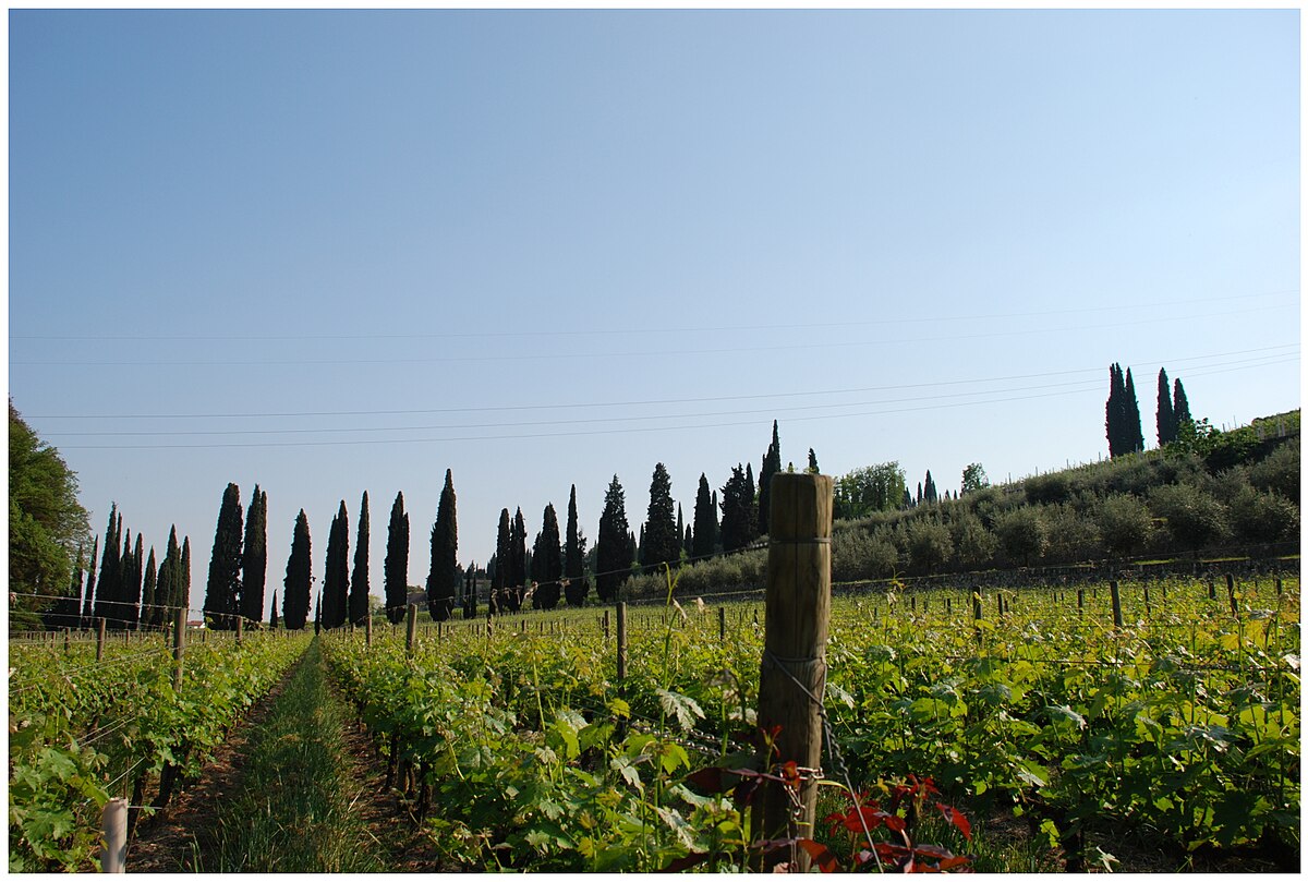 Wine Tasting